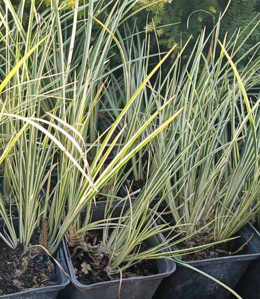 Acorus calamus 'Variegatus'
